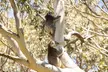 Little Koala Walking Tour - Image 2