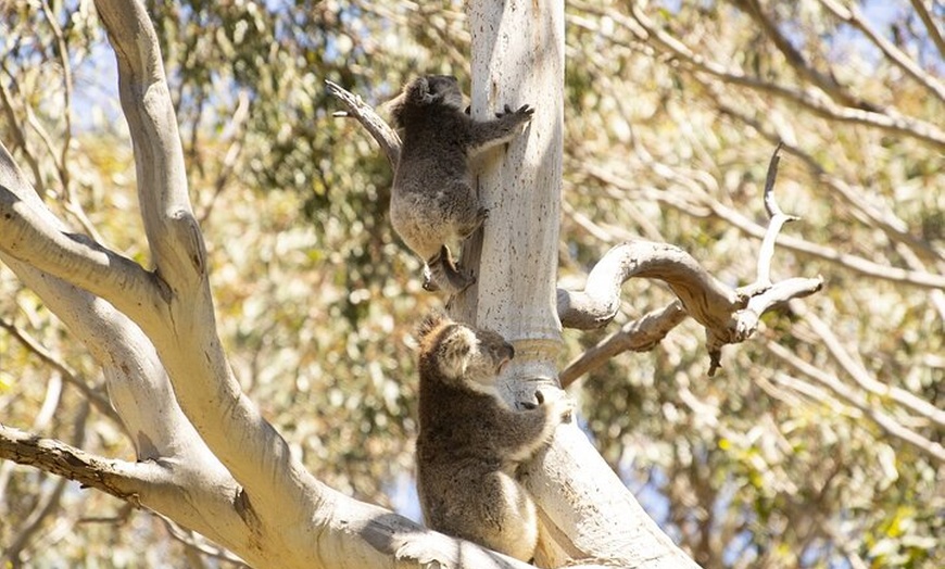 Image 2: Little Koala Walking Tour