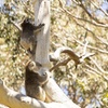Image 2: Little Koala Walking Tour