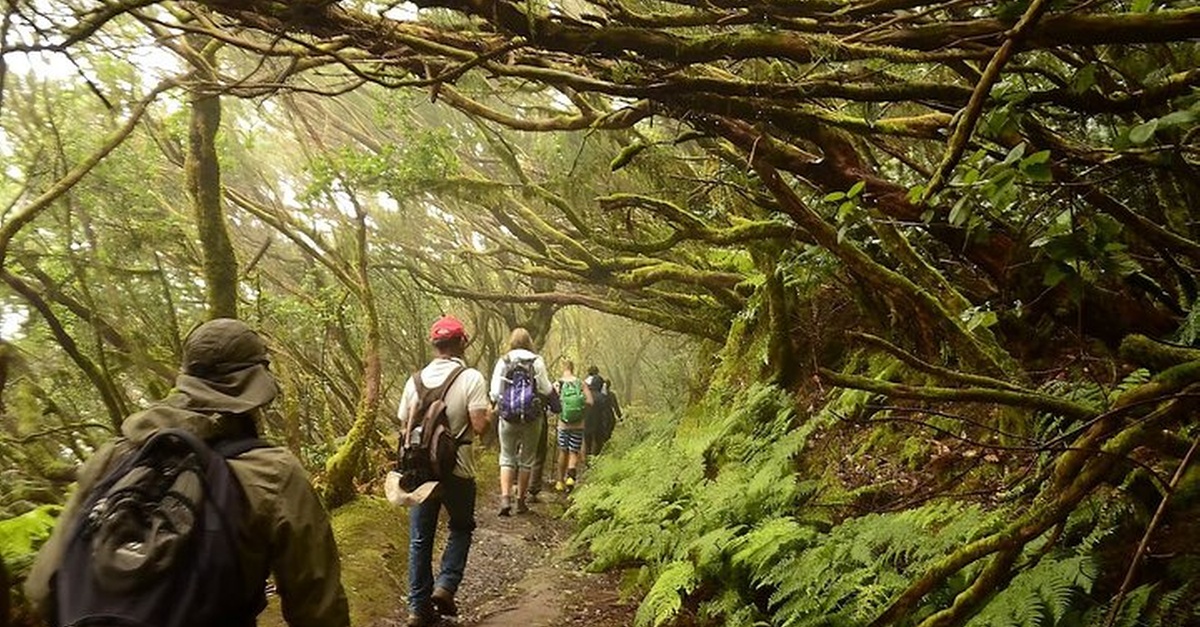 Senderismo guiado en el bosque de Anaga, Tenerife