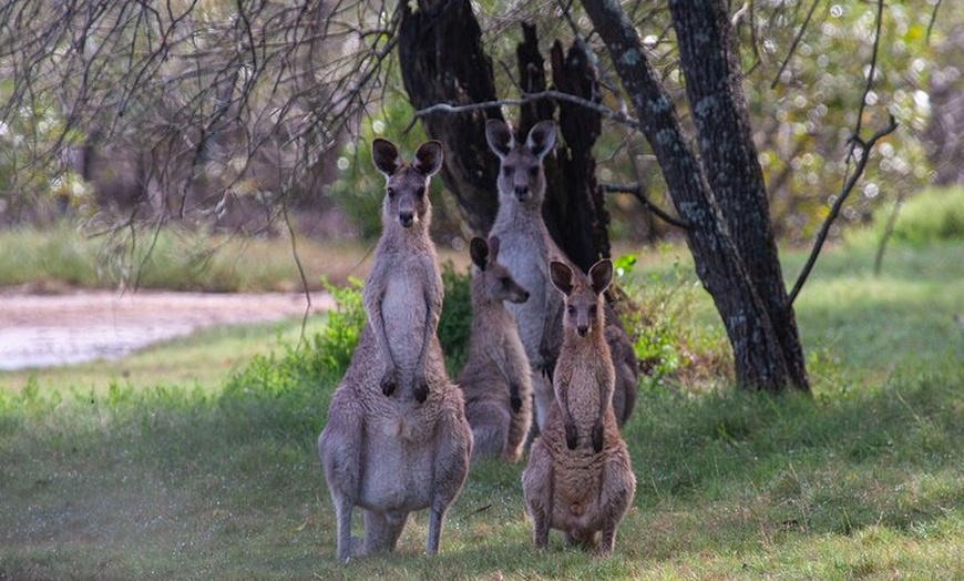 Image 16: Kangaroos, mangroves and the ocean