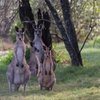 Image 16: Kangaroos, mangroves and the ocean