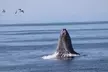Whale Watching Adventure in Morro Bay - Second Medium