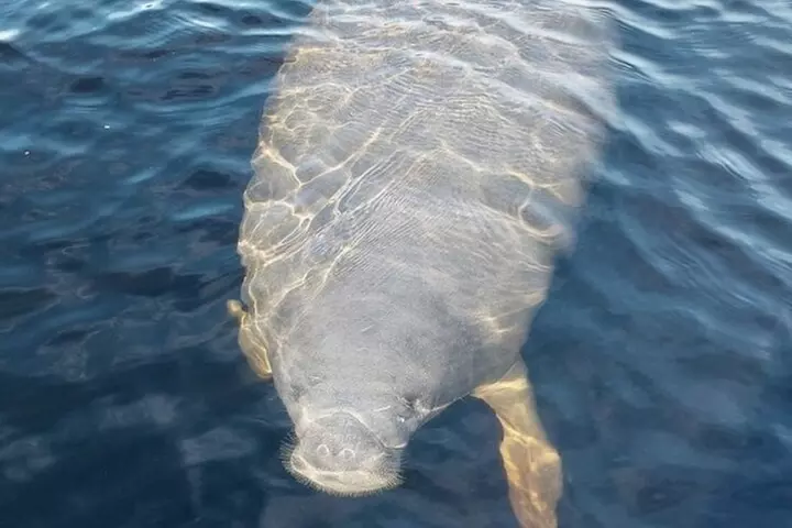 Clear Kayak or Paddleboard Manatee Adventure