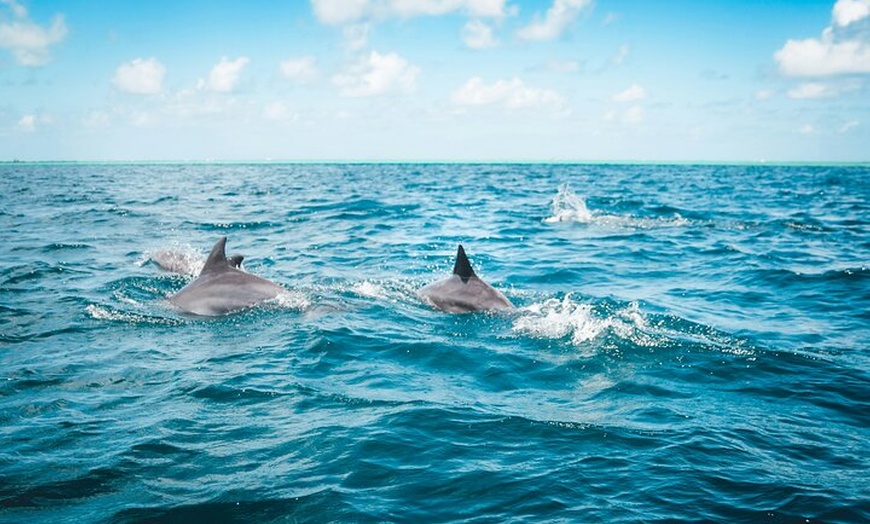 Image 11: Aventura de delfines en Sotogrande con bebida incluida