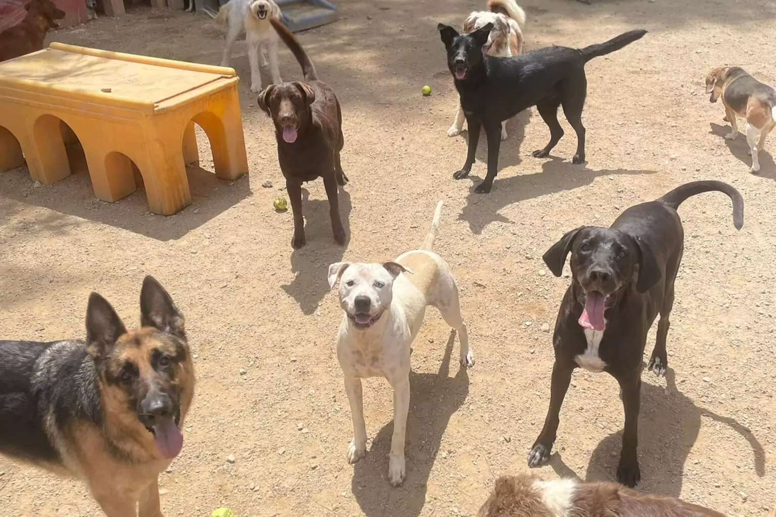 $24 For 2 Days Of Doggie Daycare (Reg. $48)