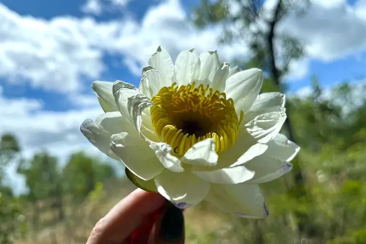 Kakadu Wildlife Escape Fogg Dam or Crocodile Cruise from Darwin