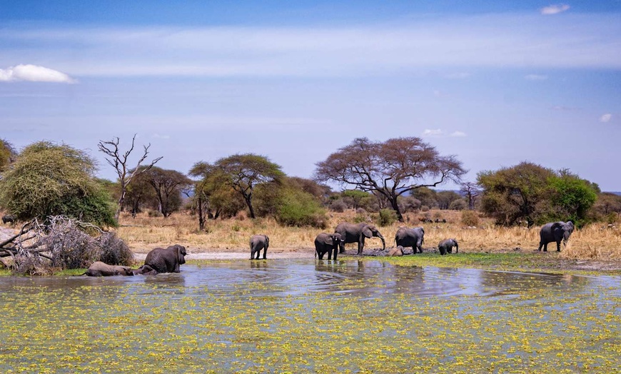 Image 12: ✈ TANZANIE | Du Kilimanjaro à Nairobi - Safaris en Afrique entre la...