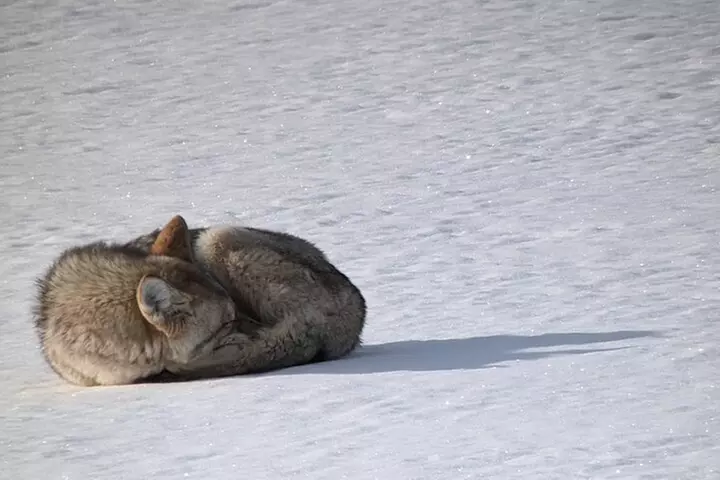 Yellowstone PRIVATE Winter SAFARI and Wolf Watching
