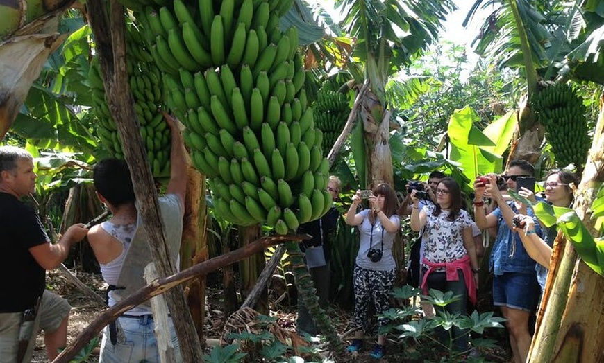 Image 2: Tour ecológico de cultivo de plátanos en La Palma