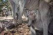 Quad Biking, Koalas and Kangaroos - Private Tour - Image 3