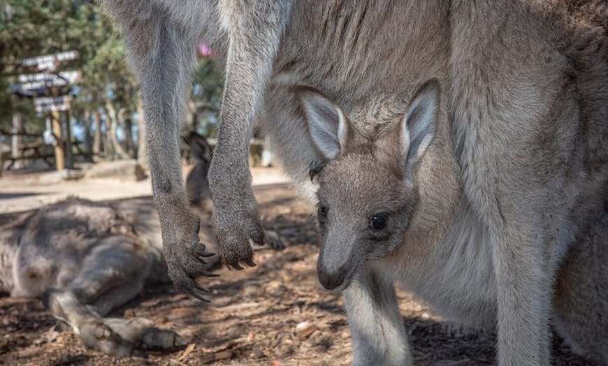 Image 3: Quad Biking, Koalas and Kangaroos - Private Tour