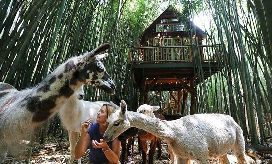 Image 2: Llama, Alpaca, Guanaco Experience