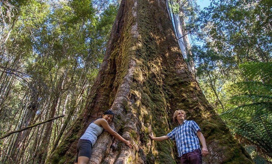 Image 2: Hobart: 7hr Shore Excursion: Mt. Field, Russell Falls & Wildlife