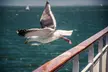 San Francisco Sightseeing Bay Cruise Tour with Pintours App - Second Medium