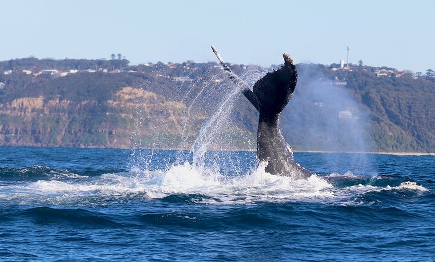 Image 22: Humpback Whale Encounter Tour from Newcastle