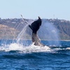 Image 22: Humpback Whale Encounter Tour from Newcastle