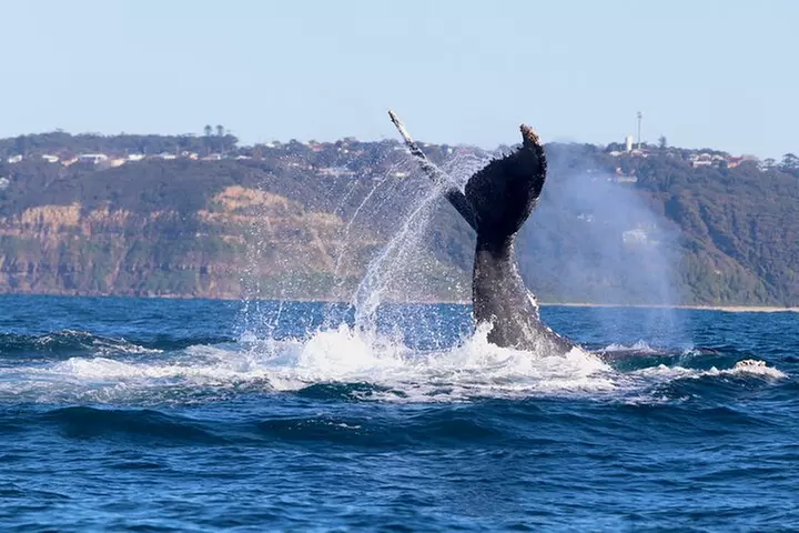 Humpback Whale Encounter Tour from Newcastle