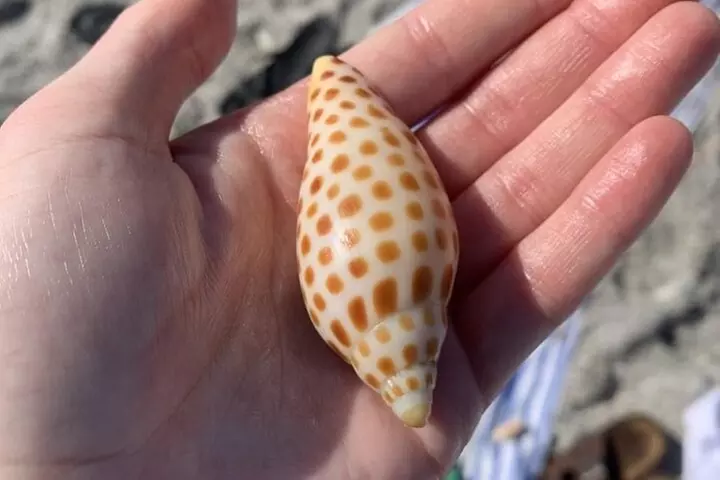 2.5 Hour Shell Key Island Adventure Including Dolphins And Shells