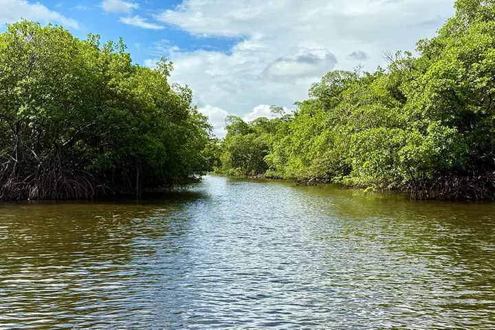 Fort Lauderdale: Kayak/SUP on Mangroves w/ Snacks & Drinks