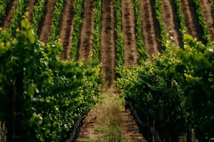 Half Day Guided Electric Bike Wine Tasting Tour with Lunch - Second Medium