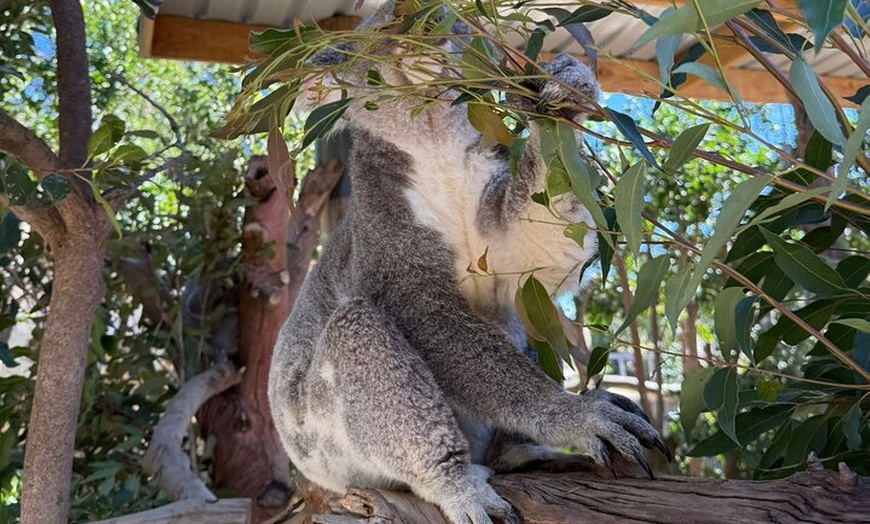 Image 16: Small All Inclusive Blue Mountain,Scenic World,Lunch,Koalas,ferry