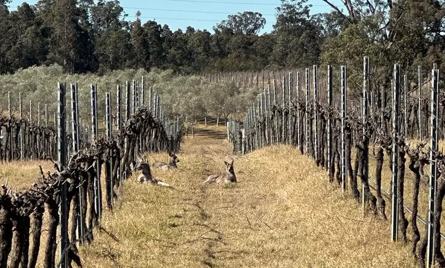 Image 9: Sydney Hunter Valley Boutique 4WD Tour with Lunch and Sunset