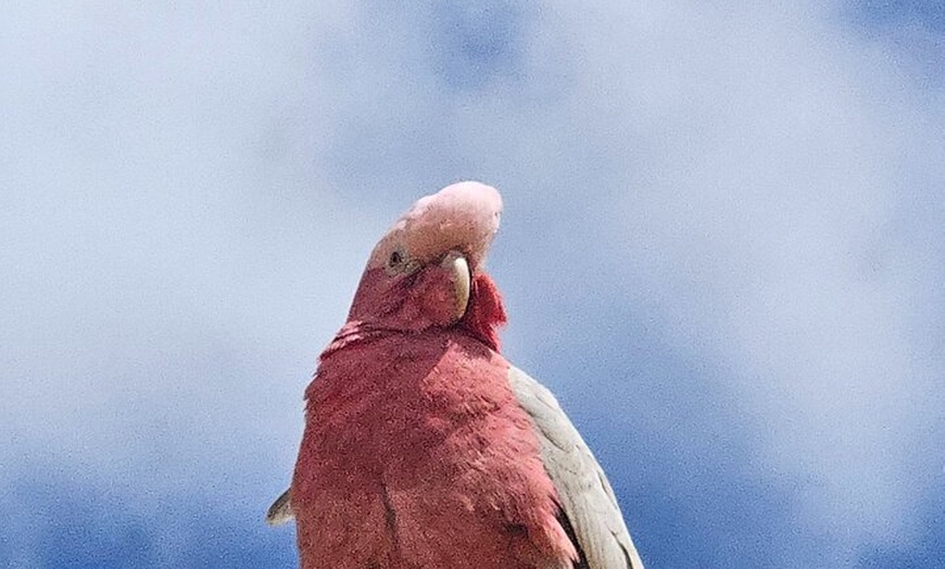Image 14: 2 Days One Night Tour at Pink Lake Natures Window and Pinnacles