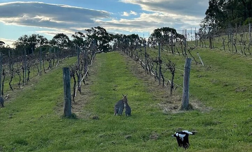 Image 4: Sirromet Winery Day Tour from Brisbane