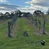 Image 4: Sirromet Winery Day Tour from Brisbane