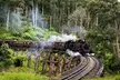 Puffing Billy Steam Train Rainforest Tour and Yarra Valley Treats - Image 4