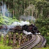 Image 4: Puffing Billy Steam Train Rainforest Tour and Yarra Valley Treats