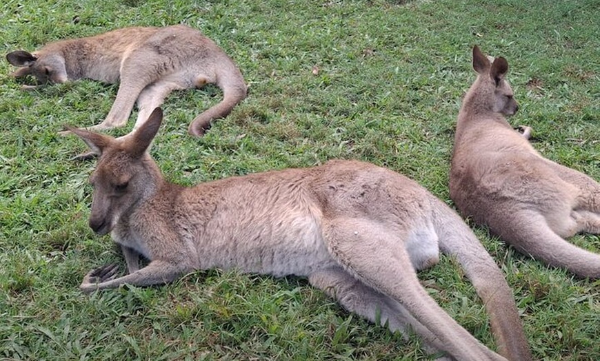 Image 5: Australia Zoo Private Group Tour from Brisbane