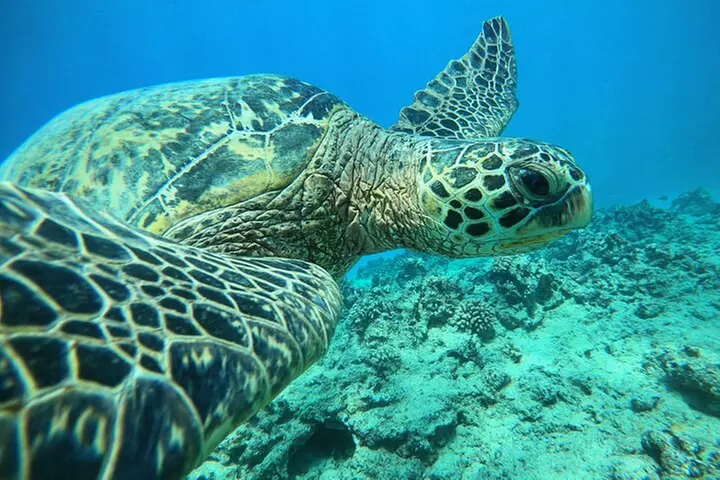 Certified Diver: 2-Tank Shallow Reef Dives off Oahu