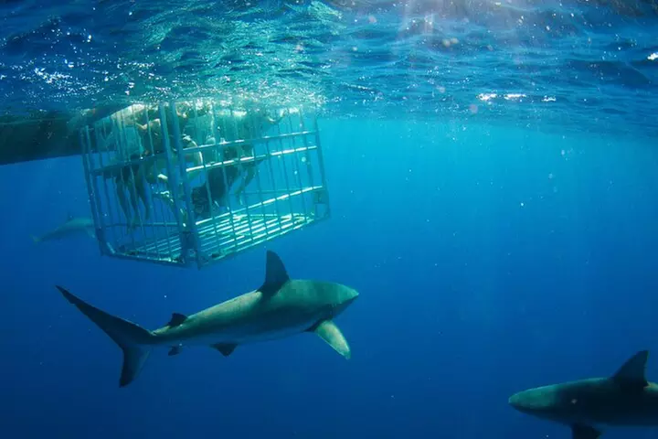 Shark Cage Diving On "The World Famous North Shore of Oahu", Hawaii