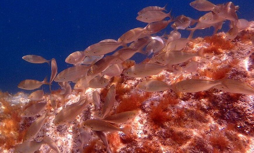 Image 23: Barcelona : Rutas Costeras de la Costa Brava, Snorkel, Cliff-Jump &...