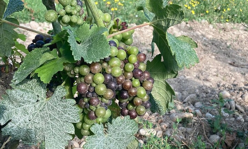 Image 9: Randonnée et Vin entre Côte-Rôtie et Condrieu