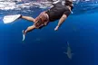 Dive with sharks in Oahu Hawaii: Educational Tour (No cage) - Second Medium