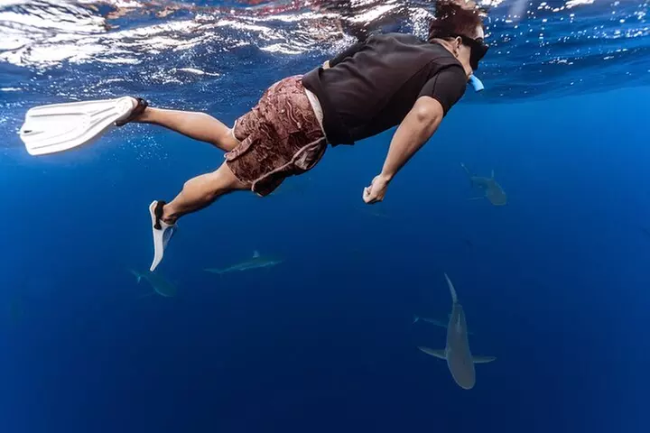 Dive with sharks in Oahu Hawaii: Educational Tour (No cage)