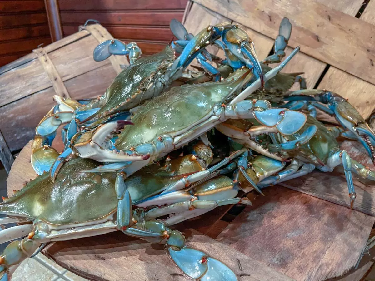 $50 For $100 Toward Blue Crabs - Second Medium