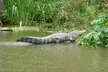 Honey Island Swamp Boat Tour - Second Medium