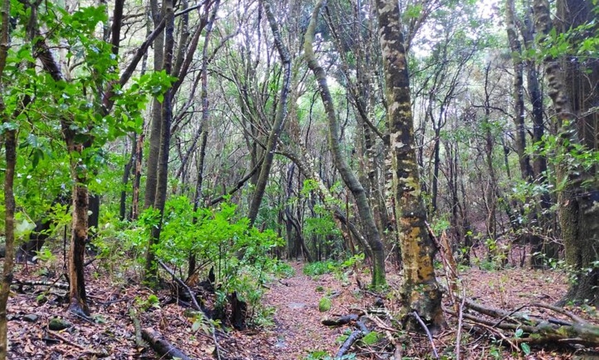 Image 13: Senderismo en el cañón de Cuevas Negras en Tenerife