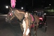Horse Carriage Tour in New York City's Central Park Small Loop - Second Medium
