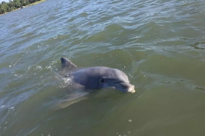 Small Group Hilton Head Morning Dolphin and Donut Cruise