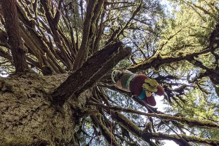 Old-Growth Tree Climbing at Silver Falls State Park