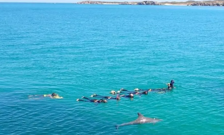 Image 9: Swim with Wild Dolphins Day Tour