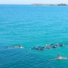 Image 8: Swim with Wild Dolphins Day Tour