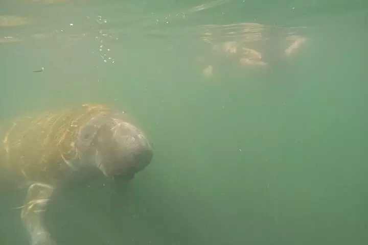 3 Hour Small Group All Inclusive Manatee Swim with free Photo pkg