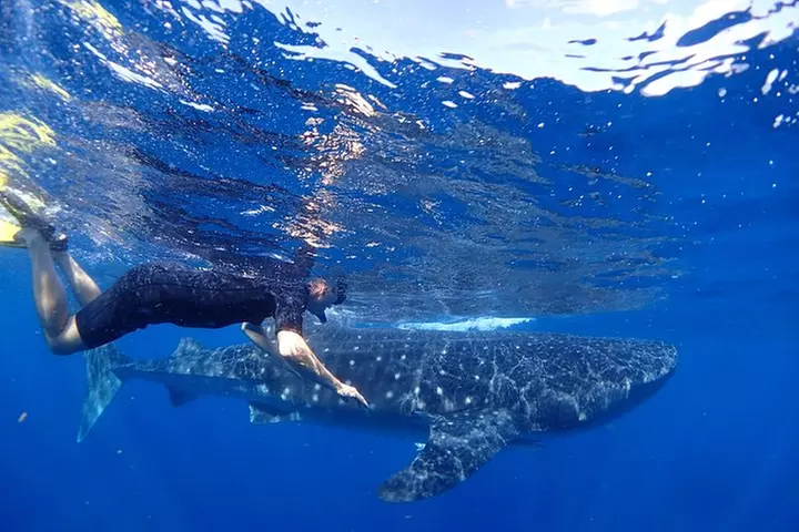 Whale Shark & Manta Ray Snorkel -(May-Sept) Only 10pp per Boat - Primary Image