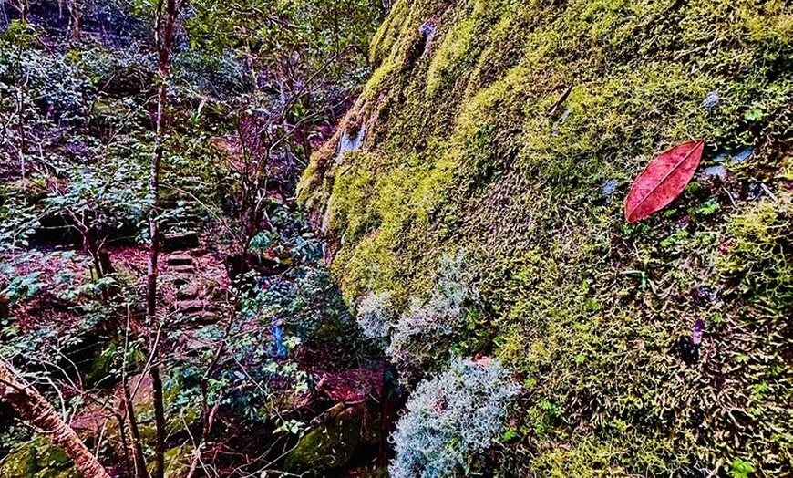 Image 9: Trek Shoot and Soothe Hiking Tour from Springwood Blue Mountains